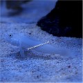 CHALK GOBY